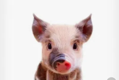 Cute Piggy