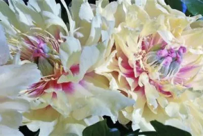 flores