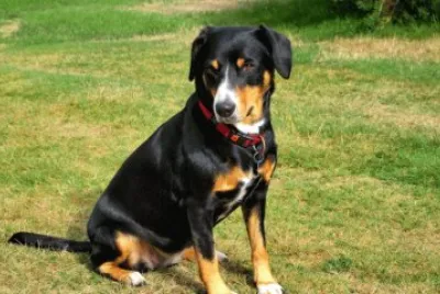 פאזל של Entlebucher mountain