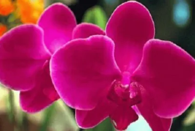 Imagem jigsaw puzzle