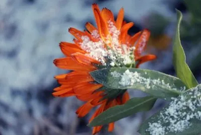 Imagem jigsaw puzzle