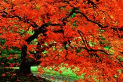 Imagem jigsaw puzzle