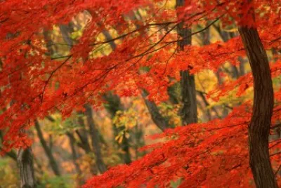 Imagem jigsaw puzzle