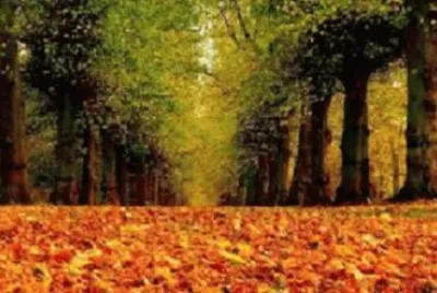 Imagem jigsaw puzzle