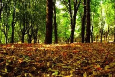 Imagem jigsaw puzzle