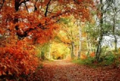 Imagem jigsaw puzzle