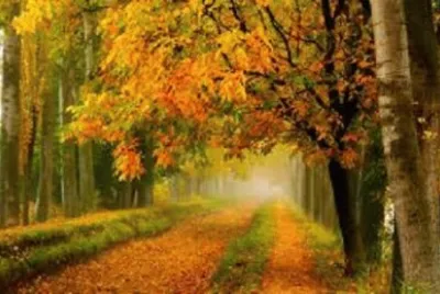 Imagem jigsaw puzzle
