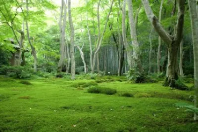 Imagem jigsaw puzzle
