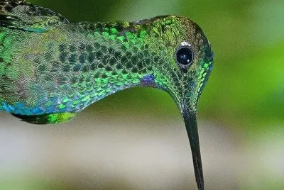 natural