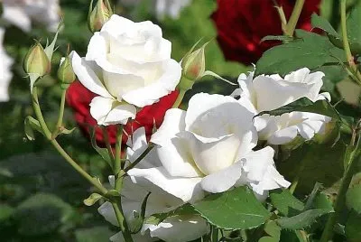 flores