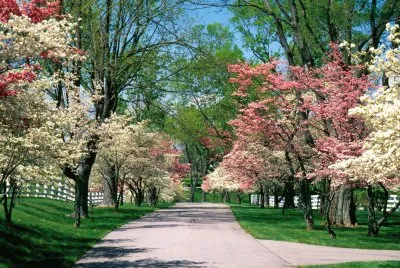 primavera jigsaw puzzle