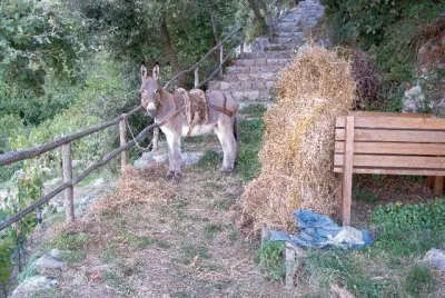 Napoletano