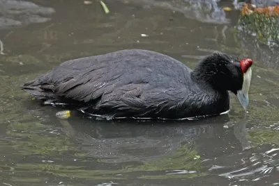 Fulica cristata