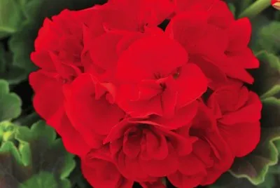 Geranium