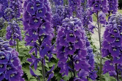 Purple Delphinium Garden Flowers