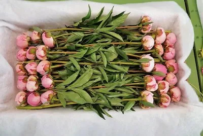 flores