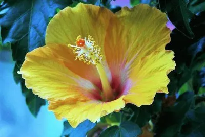 flores