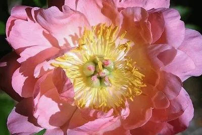 flores