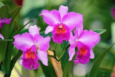 flores