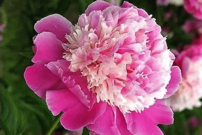 flores