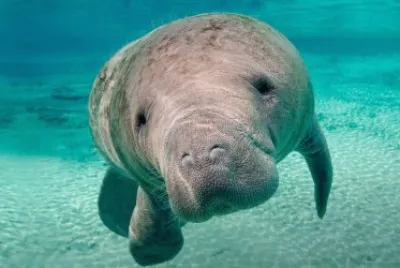 MANATI
