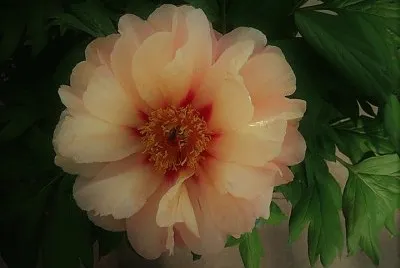 flores