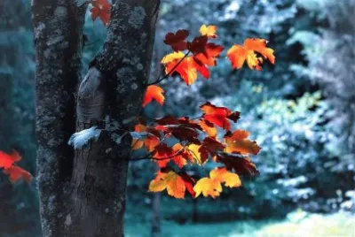 cores