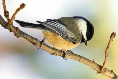 natural jigsaw puzzle