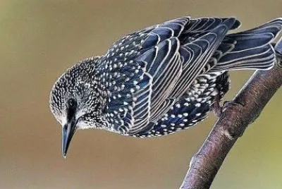 natural jigsaw puzzle