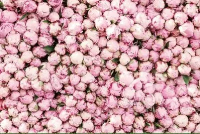 flores