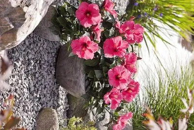 flores