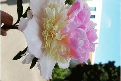 flores