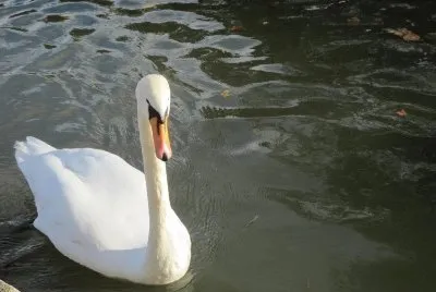 Schwan