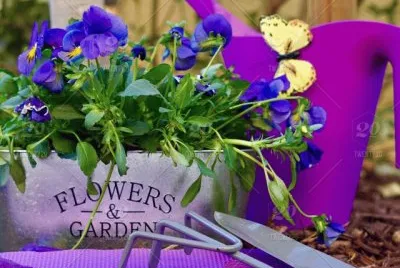 Gardening Tools and Pansies