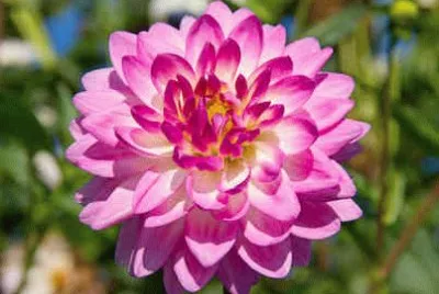 Dahlia