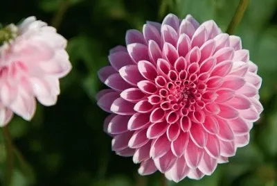 Dahlia