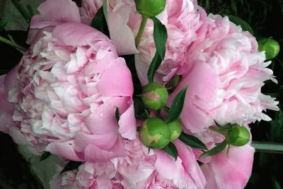 flores
