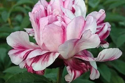 flores