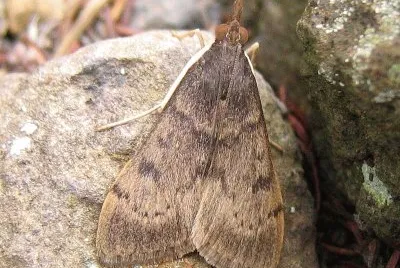 Uresiphita gilvata