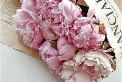 flores