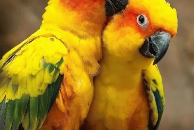 natural