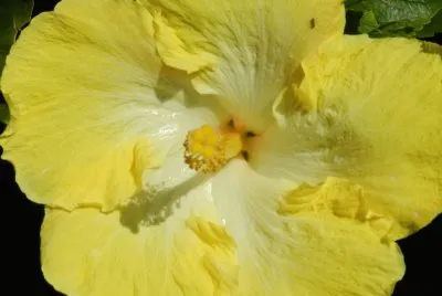 Yellow flower