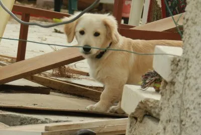 Dog