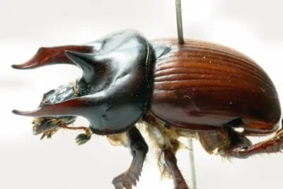 Typhaeus typhdeus jigsaw puzzle