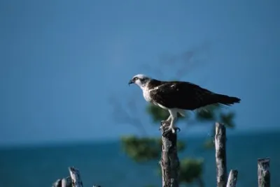 Pandion haliaetus