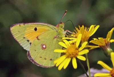 Colias crocea