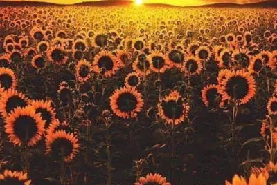 Girasoles