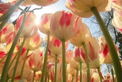 Flores jigsaw puzzle