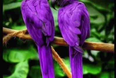 Aves