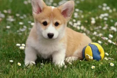CORGI
